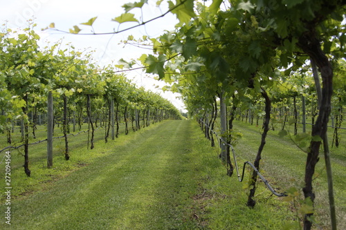 Grape Canopy in Southern Illinois 2019