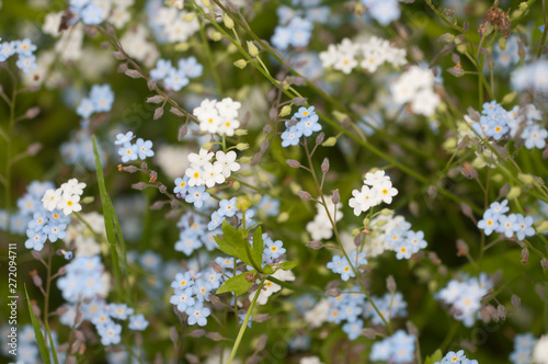 Forget-me-not blue flowers