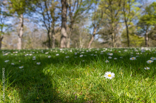 Iluminated White flower in grass with shadows and trees