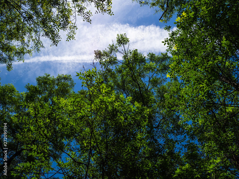 Obraz premium The green leaves of the trees are illuminated by sunlight. Bright, juicy leaves on a tree branch