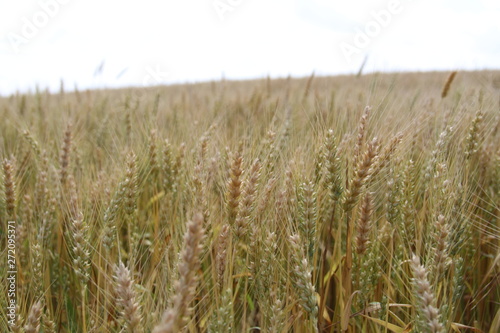 Southern Missouri Grain 2019