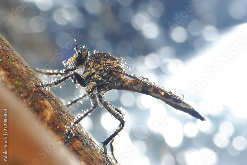 dragonfly on blurred bokeh background