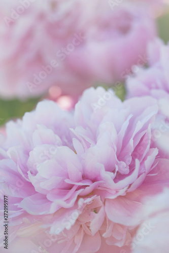 Pink peonies close-up.