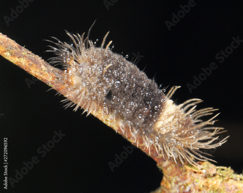 Caterpillar with water dropped 