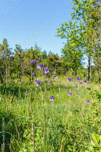 Columbine flowers at a meadow in a summer landscape