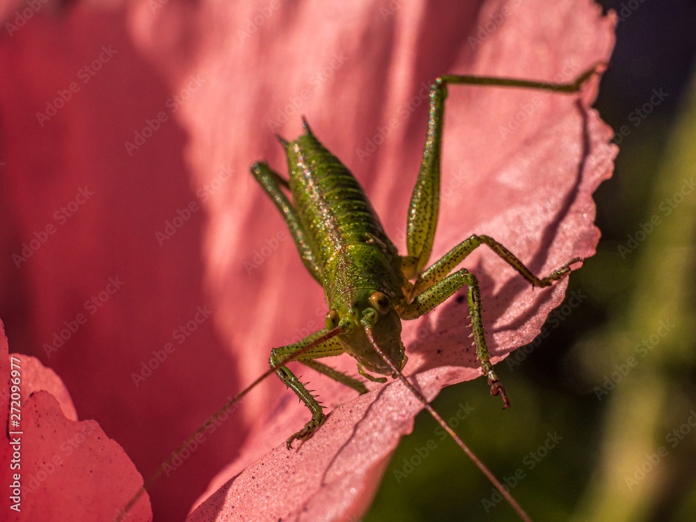 The green Grasshopper wait for his photo shooting on top of a poppy head. The green Grasshopper wait for his photo shooting on top of a poppy head.