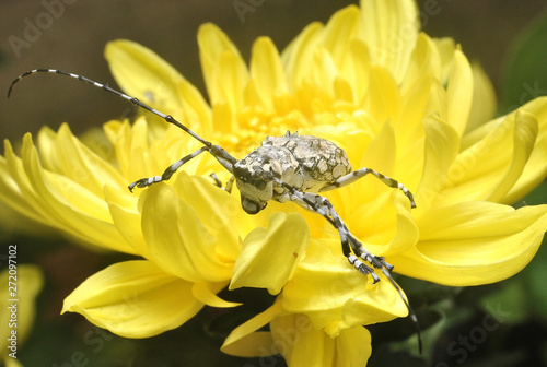 Long horned beetle on yellow flower