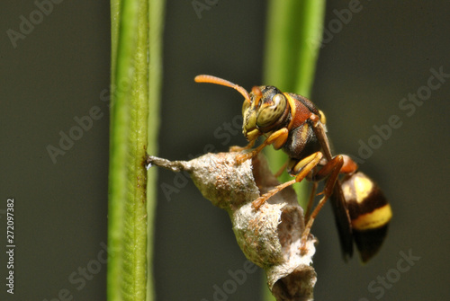 Yellow jacket wasp at nest