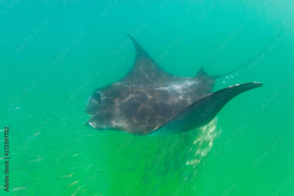 MANTARRAYA O MANTA GIGANTE - MANTA RAY (Manta birostris), Isla de ...