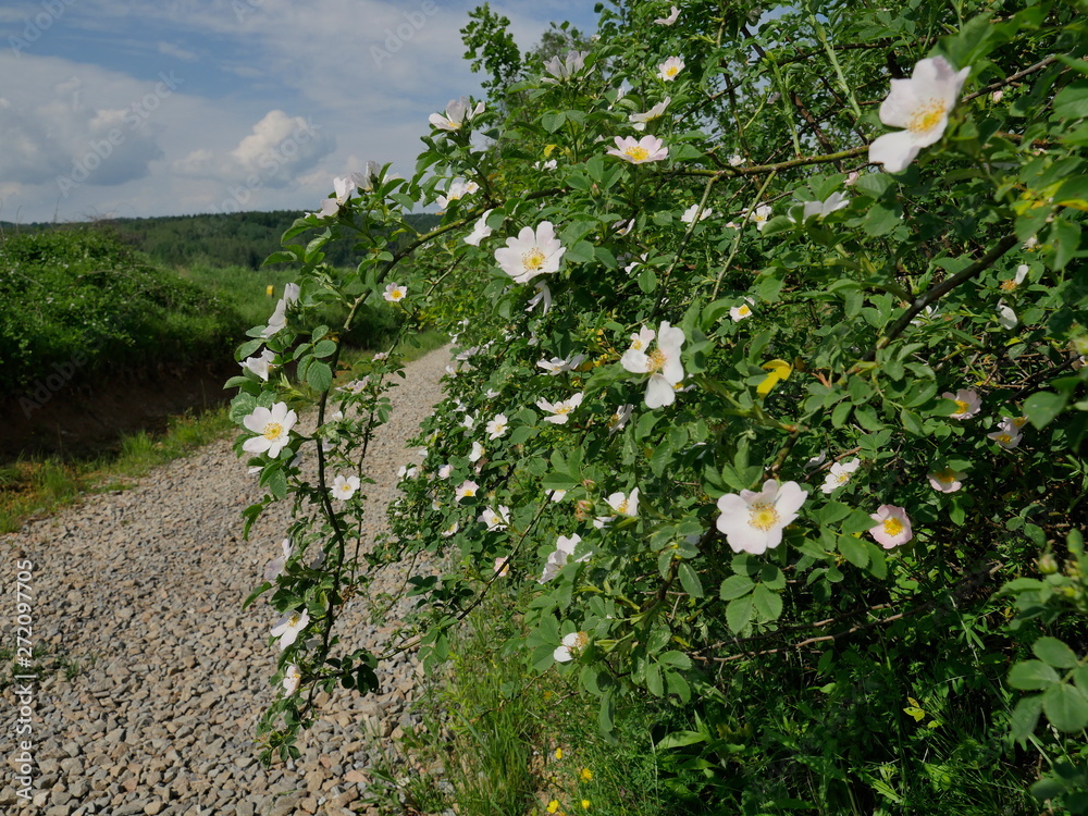 Kwitnące krzewy Róży dzikiej (Rosa canina L.) wzdłuż polnych dróg - obrazy, fototapety, plakaty 