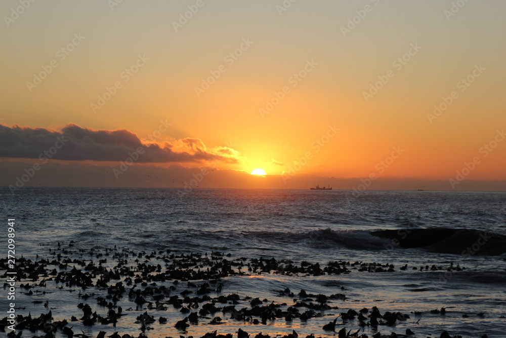 Obraz premium Sunset in Campden with sea birds