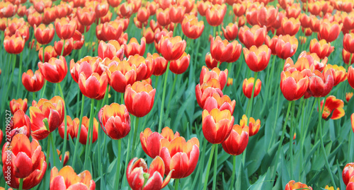 Flowering tulip bulbs on garden flower bed at tulip festival. Beautiful tulips on outdoor park glade