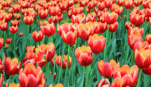 Tulip flowers blossoming flower bed field close up. Red and yellow tulip flower bulbs on outdoor garden lawn  #272099576