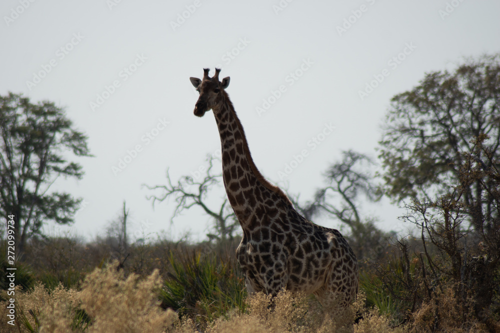 Fototapeta premium Afrika-Tour