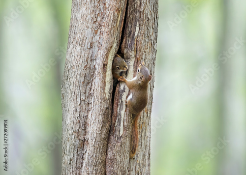 Red squirrels playing near their cavity nest in the spring forest in Canada