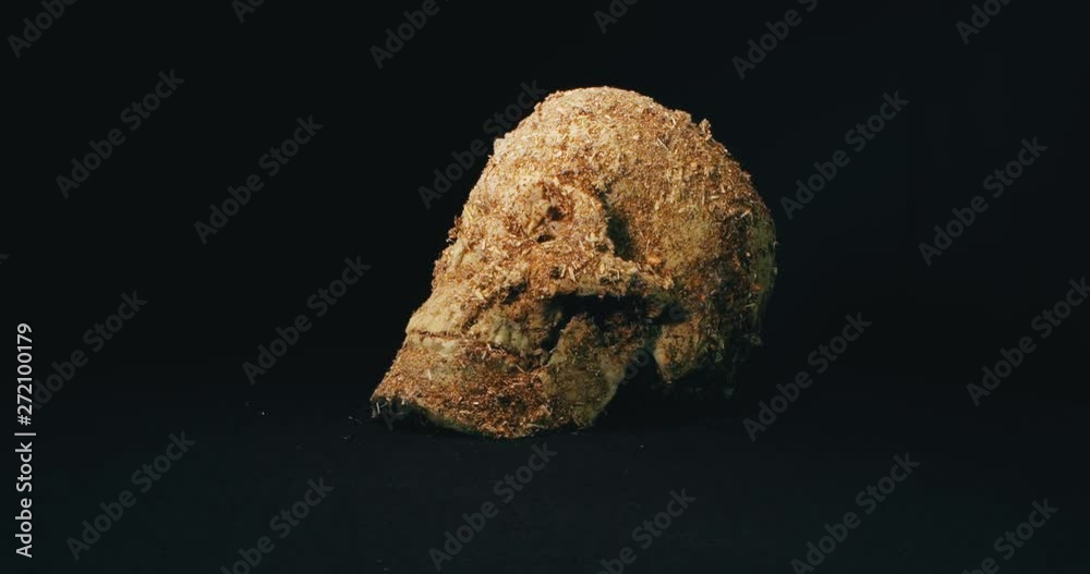 Model Skull on the Black Background, Archaeology Concept. 4K. Macro. Wide Engle. Model Skull on the Black Background, Archaeology Concept. 4K. Macro. Wide Engle.