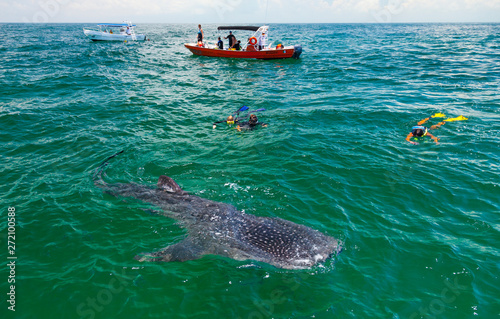Photography TIBURON BALLENA - WHALE SHARK (Rhincodon typus), Isla de Holbox,  Estado de Qunt