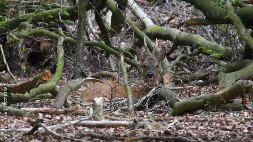 Roe deer lying down on the forest ground next to a fallen tree. The deer is looking directly at the camera. Roe deer lying down on the forest ground next to a fallen tree. The deer is looking directly at the camera.