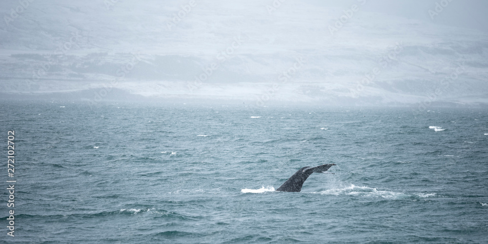Fototapeta premium Humpback whale submerge in the sea