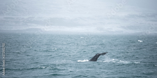 Humpback whale submerge in the sea