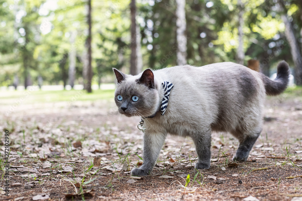 Big adult home cat with a bow on his neck for a walk in the Park in the summer. Cat hunting birds Big adult home cat with a bow on his neck for a walk in the Park in the summer. Cat hunting birds