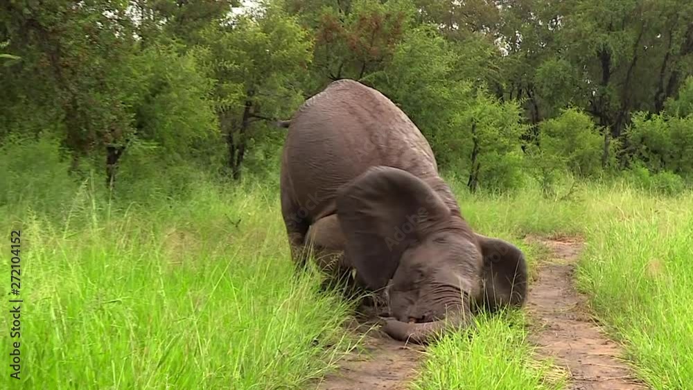 Female elephant digs into soil by a dirt road and throws it over her back with tusks and trunk. Lush green forest in background. Female elephant digs into soil by a dirt road and throws it over her back with tusks and trunk. Lush green forest in background.