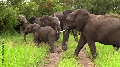 Small herd of elephants moves around by a dirt road in South Africa. One elephant has a short trunk.