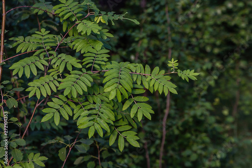 summer forest   branches of mountain ash