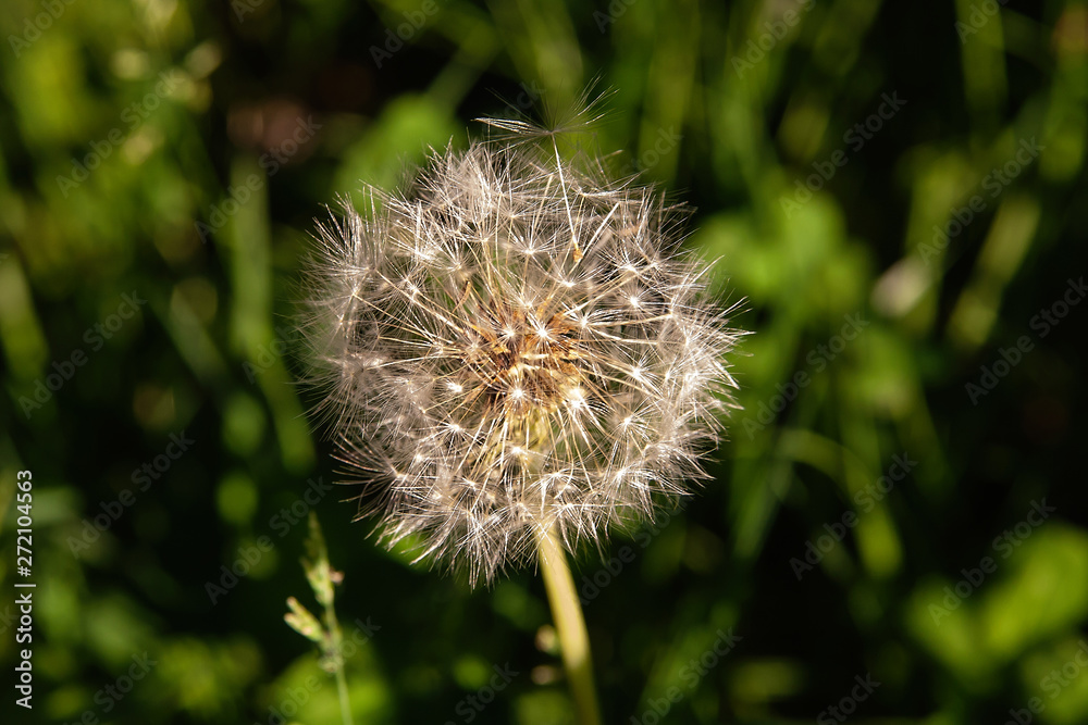 white dandelion head in high green summer grass on a Sunny day at the edge of the forest, nature in summer, grass background