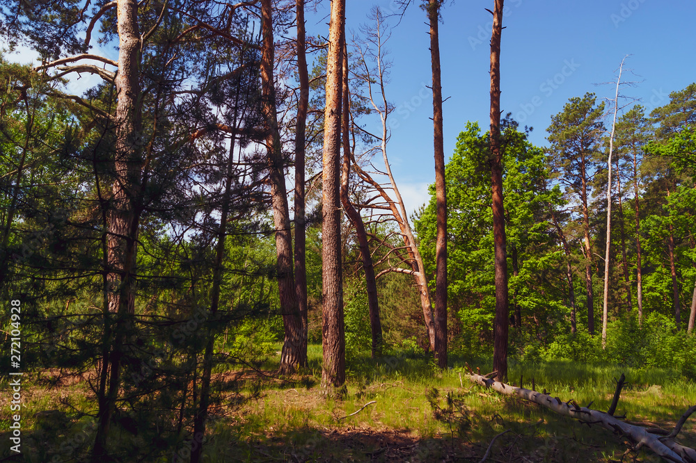 Fototapeta premium Sunny, warm morning in the forest