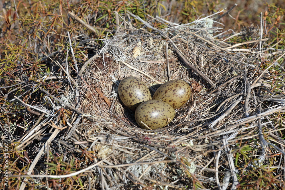 Larus canus. Nest with Mew Gull eggs among tundra in Northern Siberia Larus canus. Nest with Mew Gull eggs among tundra in Northern Siberia