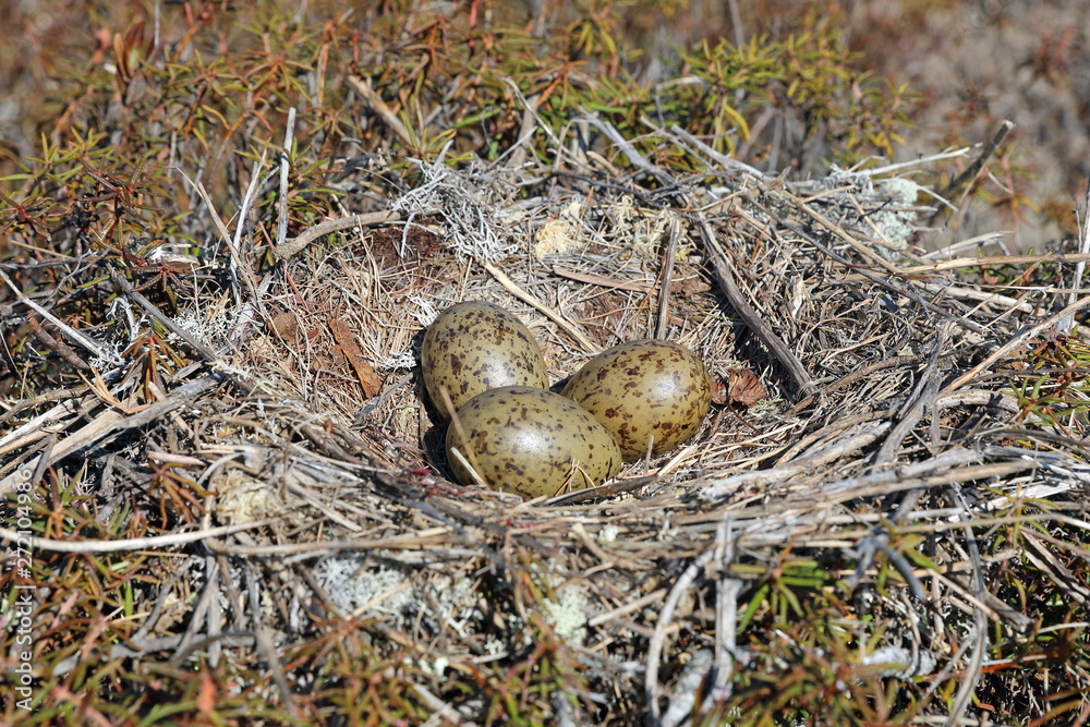 Obraz premium Larus canus. Nest with clutch of Mew Gull eggs among tundra in Northern Siberia