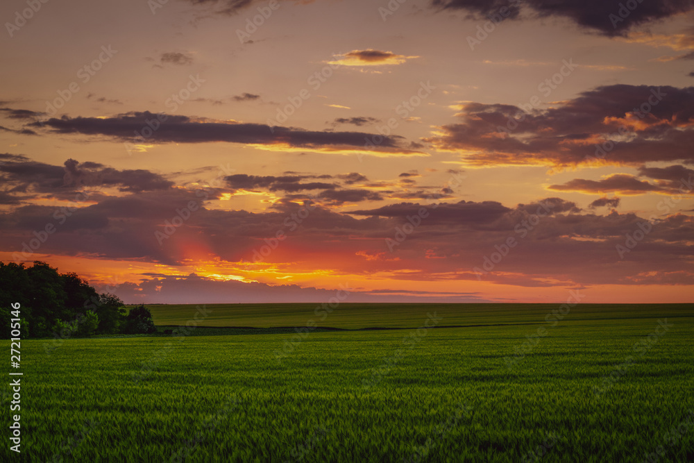 Dramatic sunset over the wheat field