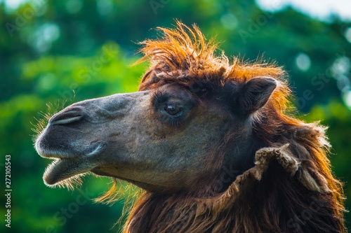 Portrait of moulting bactrian camel (Camelus bactrianus)