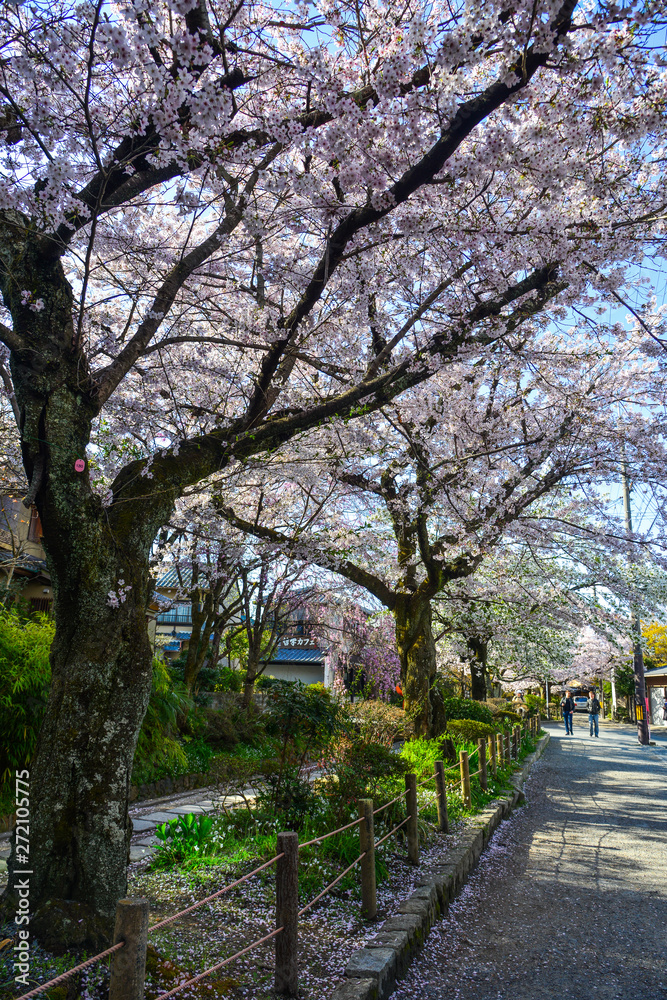 Cherry blossom (sakura) in Kyoto, Japan