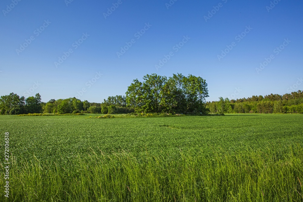 Beautiful view of landscape with green fields, green forest trees and blue sky.  Gorgeous backgrounds.