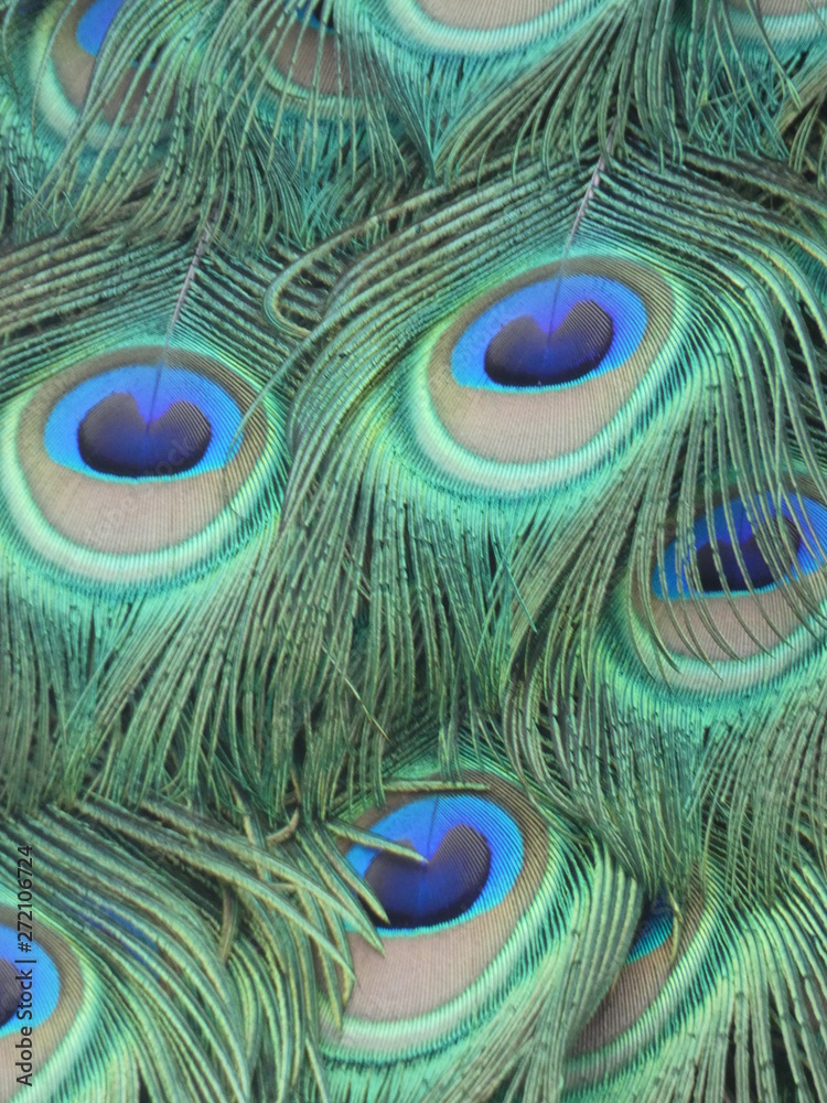 Naklejka premium Pfau, Pfauenfedern, Vogelfedern, Peacock, peacock feathers, feather, Paon, plumes de paon, plumes d'oiseaux, Pavo real, plumas de pavo real, plumas de pájaro, Piume di pavone, piume di pavone