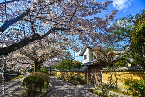 Cherry blossom (sakura) in Kyoto, Japan © Phuong