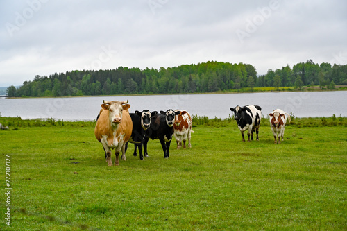 Wallpaper Mural cows standing in a green field with a lake behind Torontodigital.ca