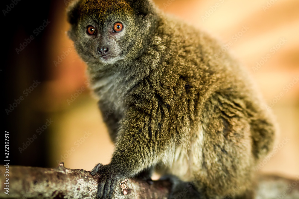 Obraz premium monkey
