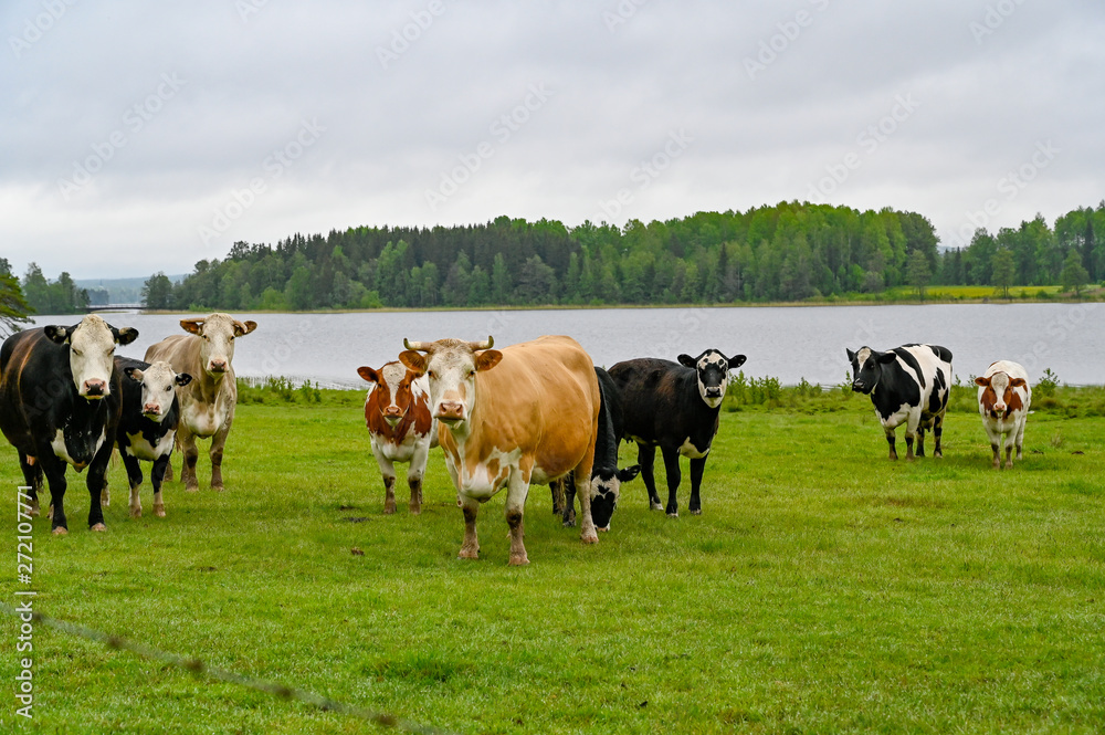 cows standing in a green field with a lake behind