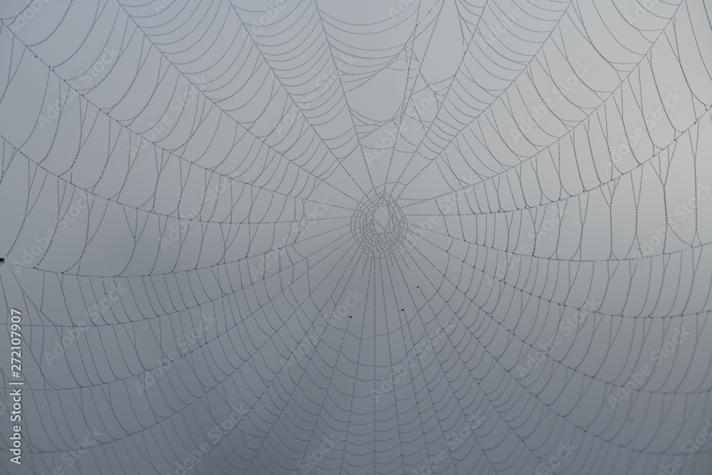 Obraz premium close-up of a spider's web