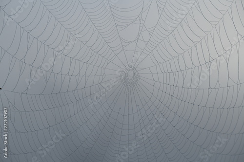 close-up of a spider's web