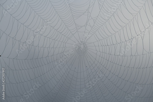 close-up of a spider's web