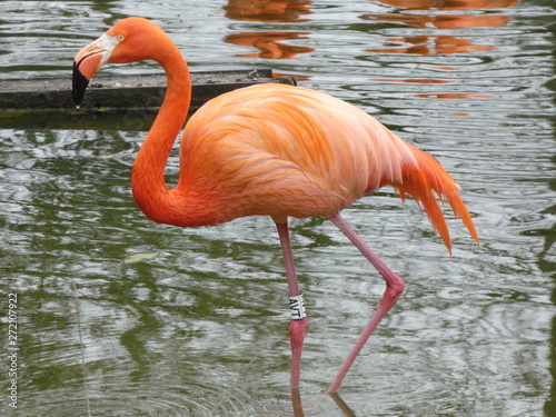 Flamingo  Wasservogel  fenicottero  uccello acquatico  flamingo  water bird  flamant  oiseau d eau   flamenco 