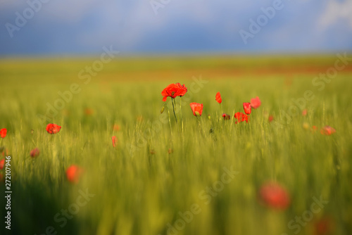image of a flower field