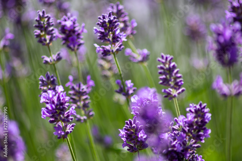 Prachtvoll violette Lavendelblüten begrüßen den Sommertag