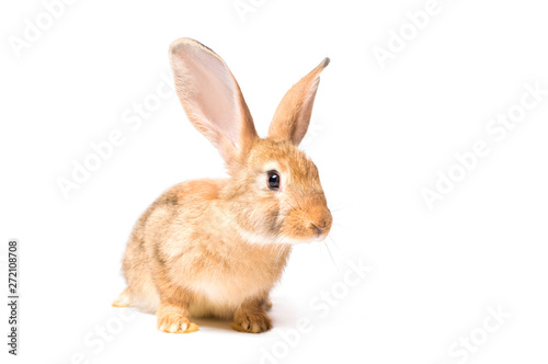 young rabbit isolate on white background