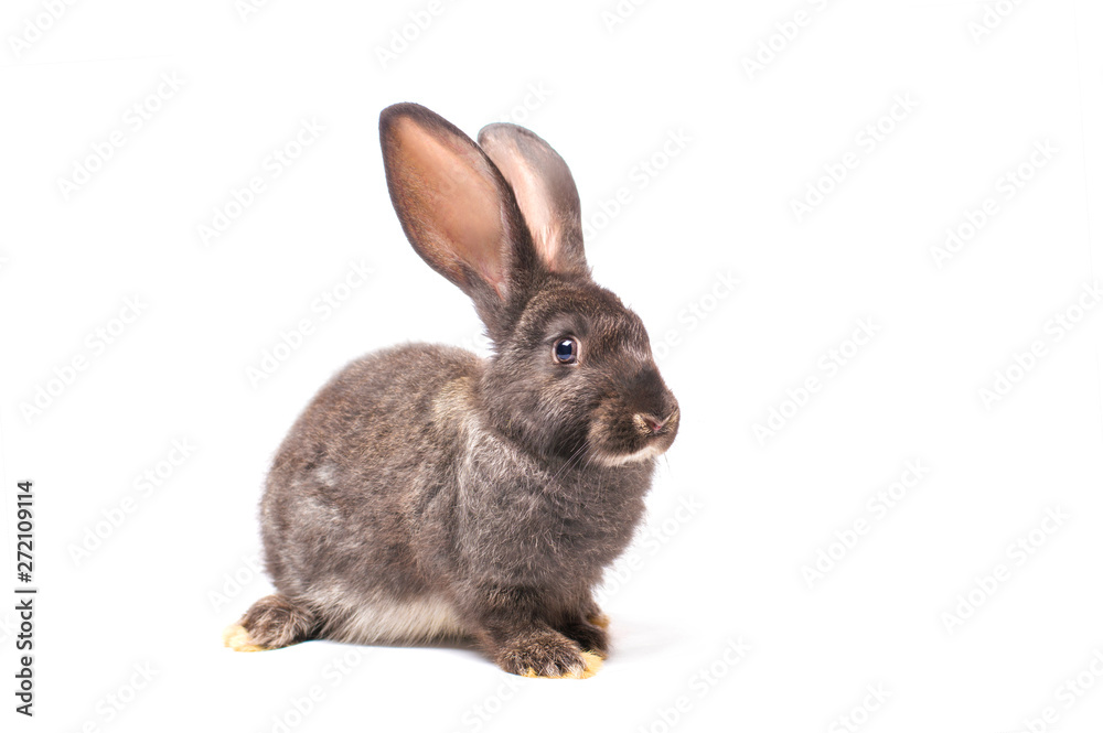 young rabbit isolate on white background young rabbit isolate on white background