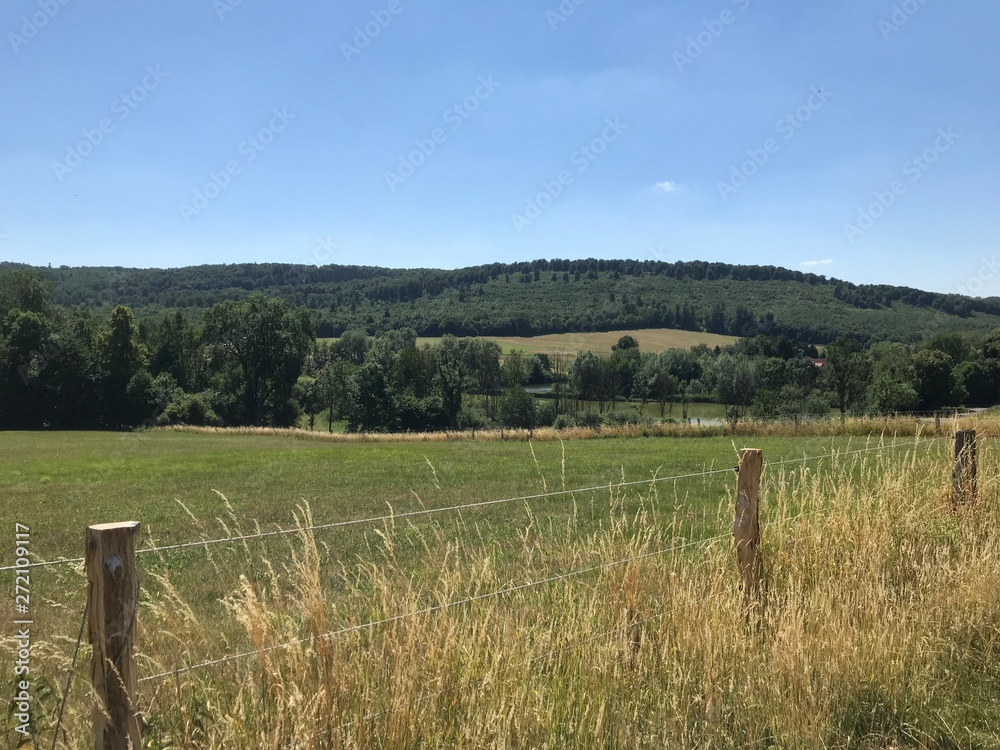 Fototapeta premium Weide